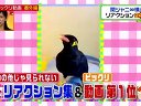 ヒルナンデス! 無料動画〜女子力アップ沖縄の旅で美肌グルメ&古民家エステ ほか〜111229